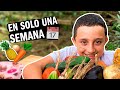 GERMINA TODOS TUS VEGETALES SIN SEMILLA RAPIDO! - Huerta casera en agua