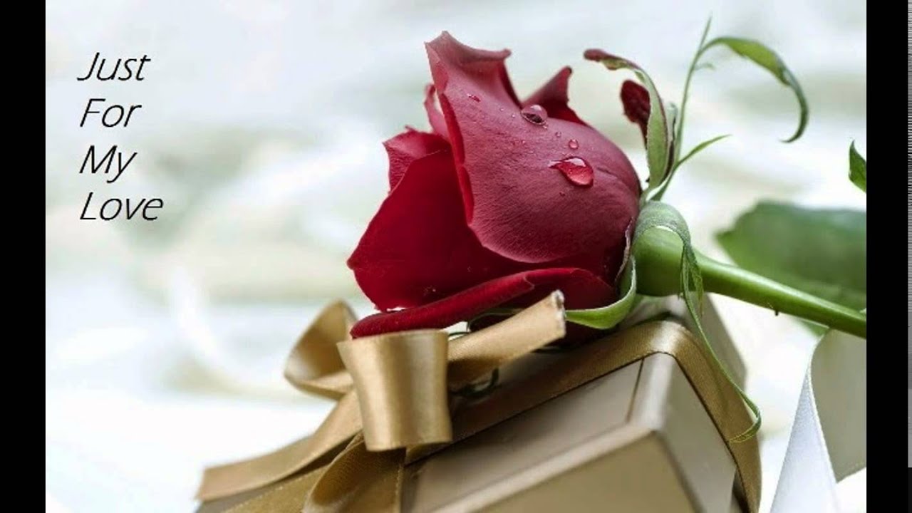 Rose Day images 2015 | Happy Rose Day
