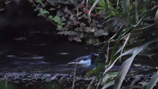 里の野鳥(セグロセキレイ)2019/8/10 18:48 治水路に涼む セキレイ 検索動画37 里の野鳥(セグロセキレイ)2019/8/10 18:48 治水路に涼む セキレイ 検索動画 37