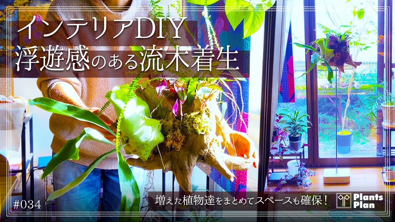 #034 【植物Tips】インテリアDIY浮遊感のある流木着生 (増えた植物達をまとめてスペース確保！)
