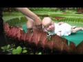 Baby's op een Lelieblad (HD)