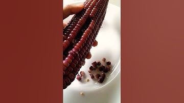 How to remove corn kernels #shorts