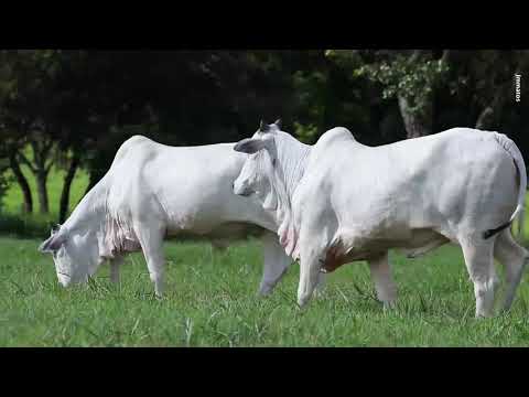 LOTE 58 - IPE 4812 X 4916