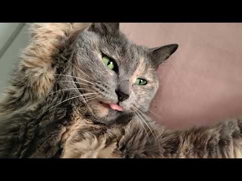Видео: Да,мне так удобно. Смешные котики.
