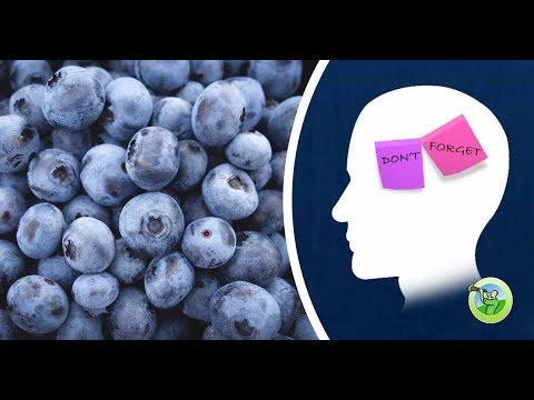 Top 12 Foods to Boost Your Memory and Concentration camera iphone 8 plus apk