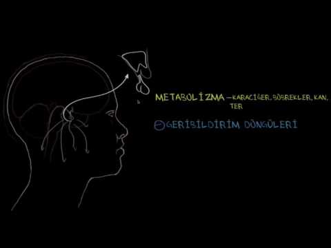 Hormon Konsantrasyon Metabolizması Ve Olumsuz Geri Bildirimler