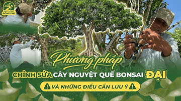 PHƯƠNG PHÁP CHỈNH SỬA CÂY NGUYỆT QUẾ BONSAI ĐẠI CÓ NỒI ĐẾ KHỦNG VÀ NHỮNG ĐIỀU CẦN LƯU Ý