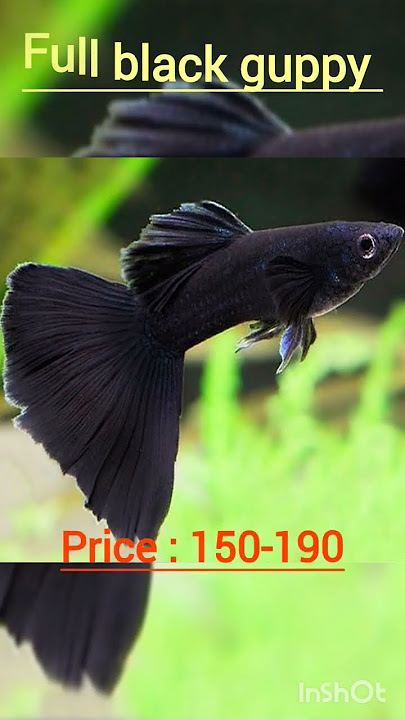 Harga ikan guppy cantik 🤫#guppy#videopendek#ikanakuarium#harga#usahakecil#ikanguppy#informasi