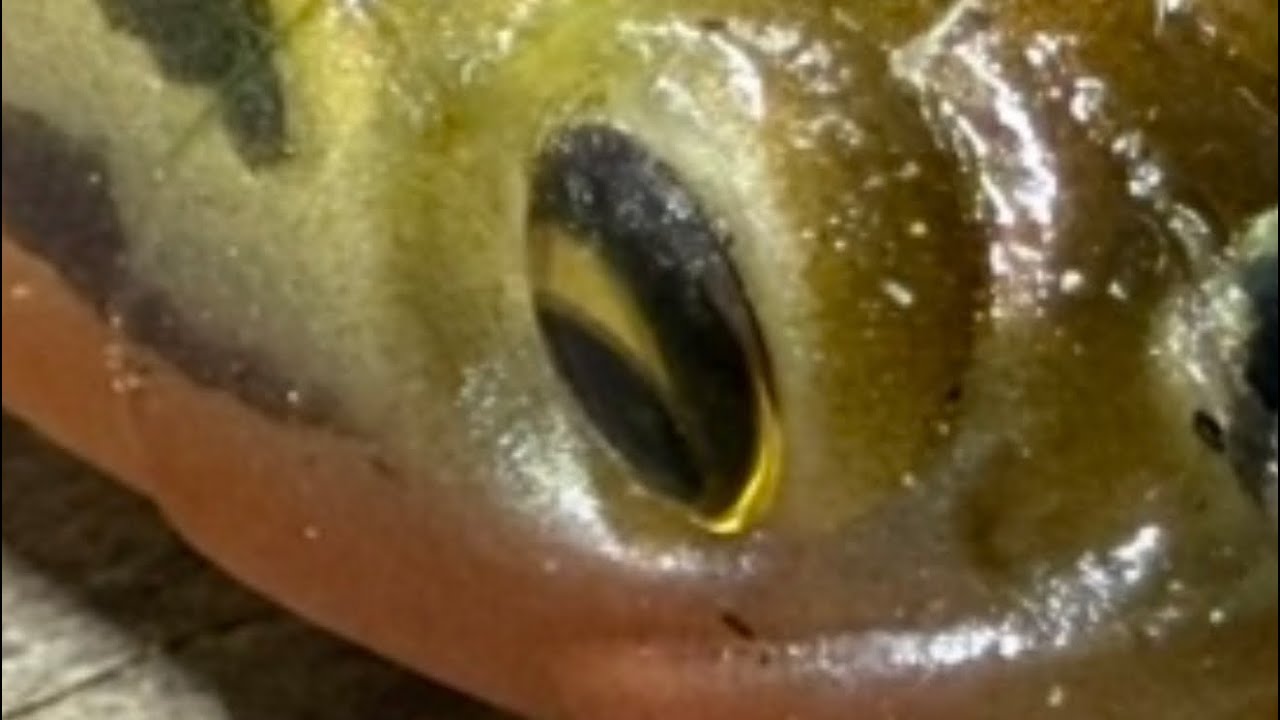 I’ve Averaged 20 Bass A Day On THIS Lure For Over 6 Years Now…