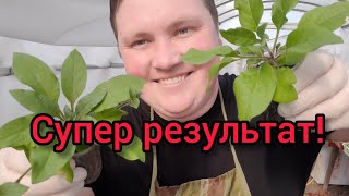 Петуния СУПЕР-ГИГАНТ  в стопочке! 😍Я же обещал!🌱