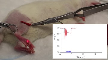 Closed Loop Optogenetic Peripheral Nerve Stimulation