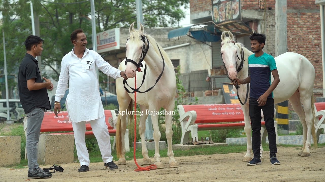 Beautiful White Brood Mare Ridhi Sidhi YouTube beautiful-white-brood-mare-ridhi-sidhi-youtube