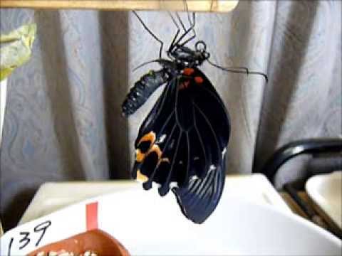 蛹の保護ポケットでナガサキアゲハが羽化 09 08 28 Youtube