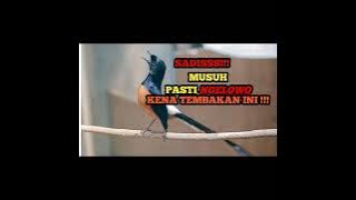 TEMBAKAN MEMATIKAN MURAI BATU JUARA | MASTERAN MURAI IDAMAN 🔥