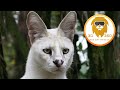 Amazing Small Wild Cats Up Close in 3D 180VR!