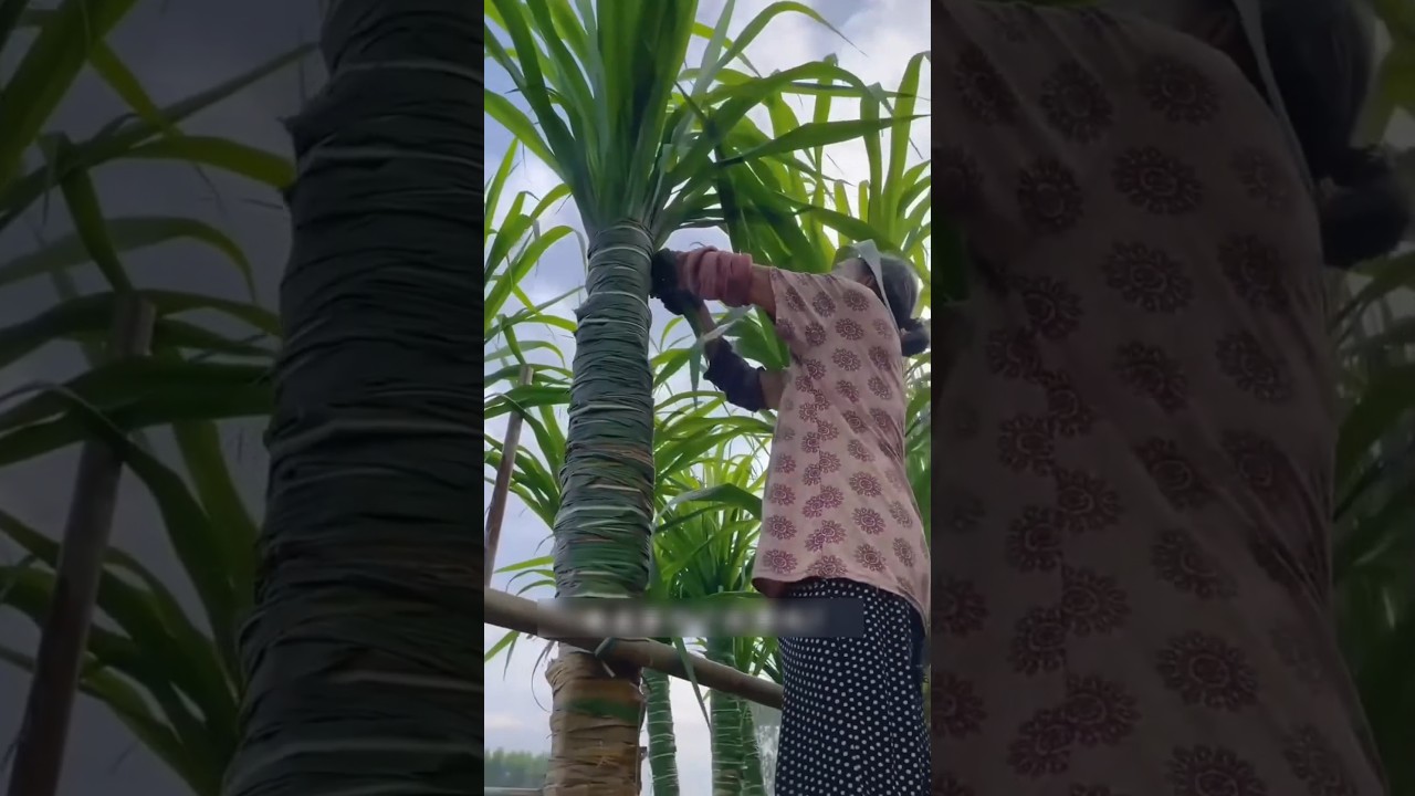 China’s Soft Sugarcane Secret