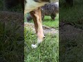 cat and dog graze #funny #funnycat #cute #catvideos #pitbull #funnydogs #cats