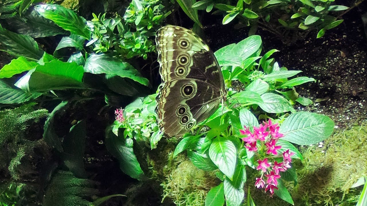 Monarch butterfly, Museum of Natural History