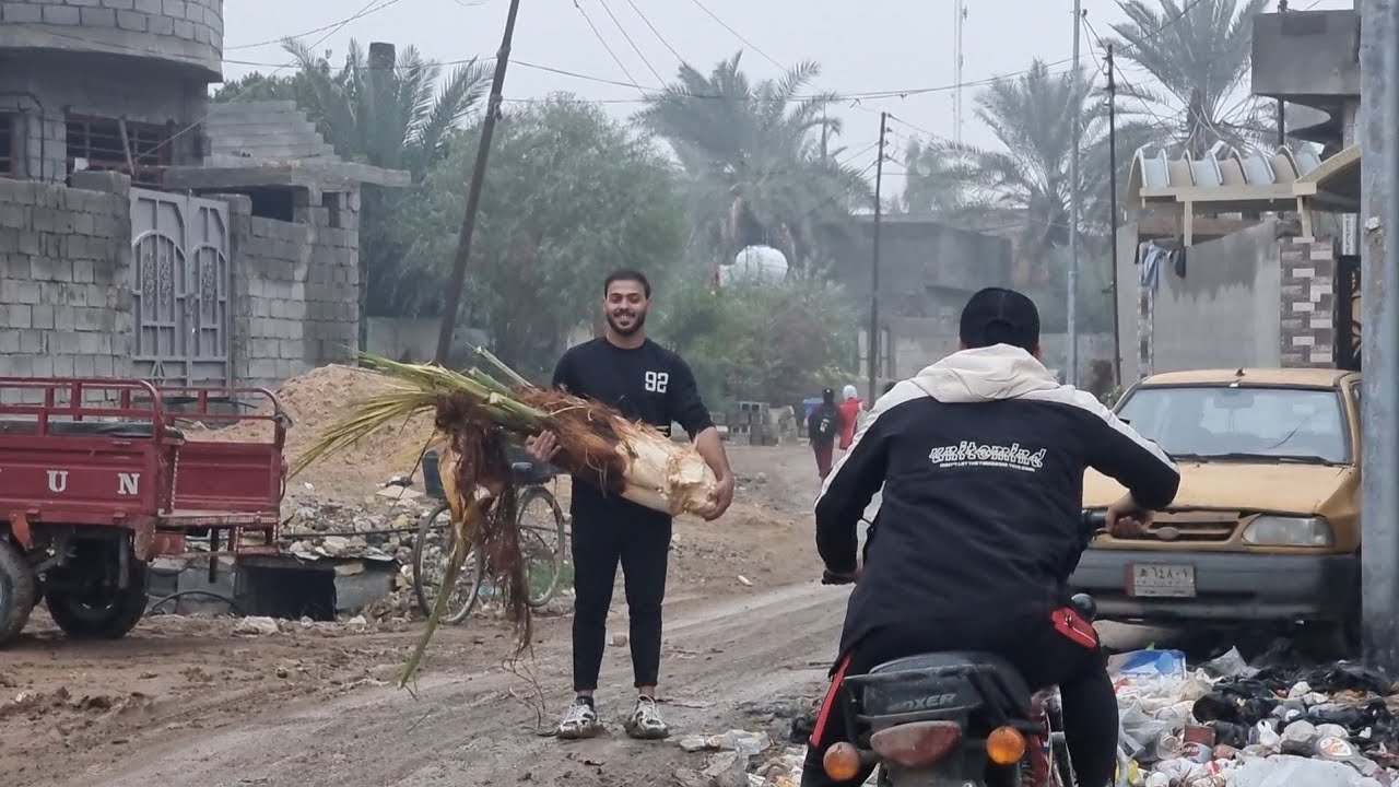 استخرجنة قلب النخلة ( الجمار ) شوفو اصدقائي الخونة شسو😅