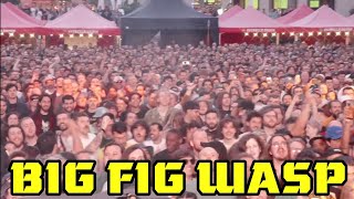 Big Fig Wasp Live In Barcelona 2025 King Gizzard & The Lizard Wizard
