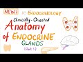 Endocrinology : Clinically-Oriented Anatomy (Part 1)