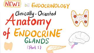 Endocrine System - Clinically-Oriented Anatomy (Part 1) - Endocrinology Series