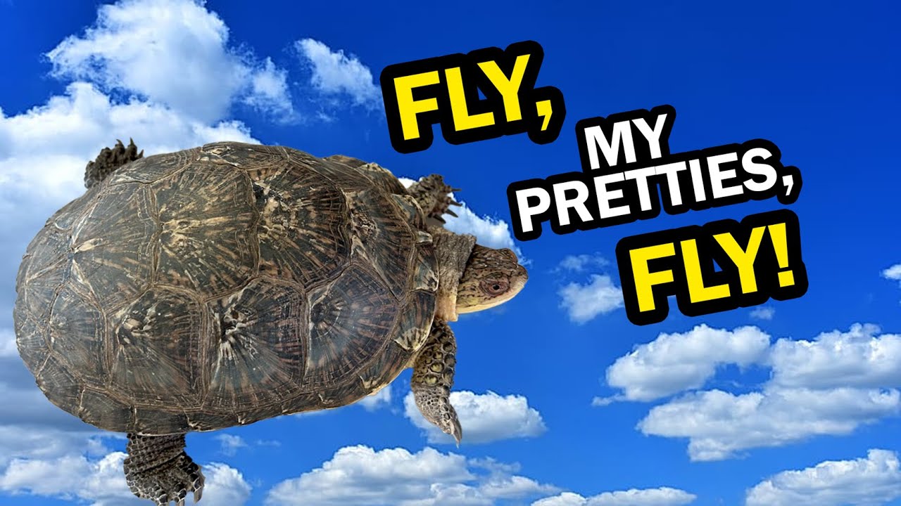 Flying for the Ontario Turtle Conservation Centre