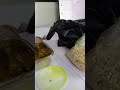 office lunch time #food #nonfollowers #viral #viralvideo