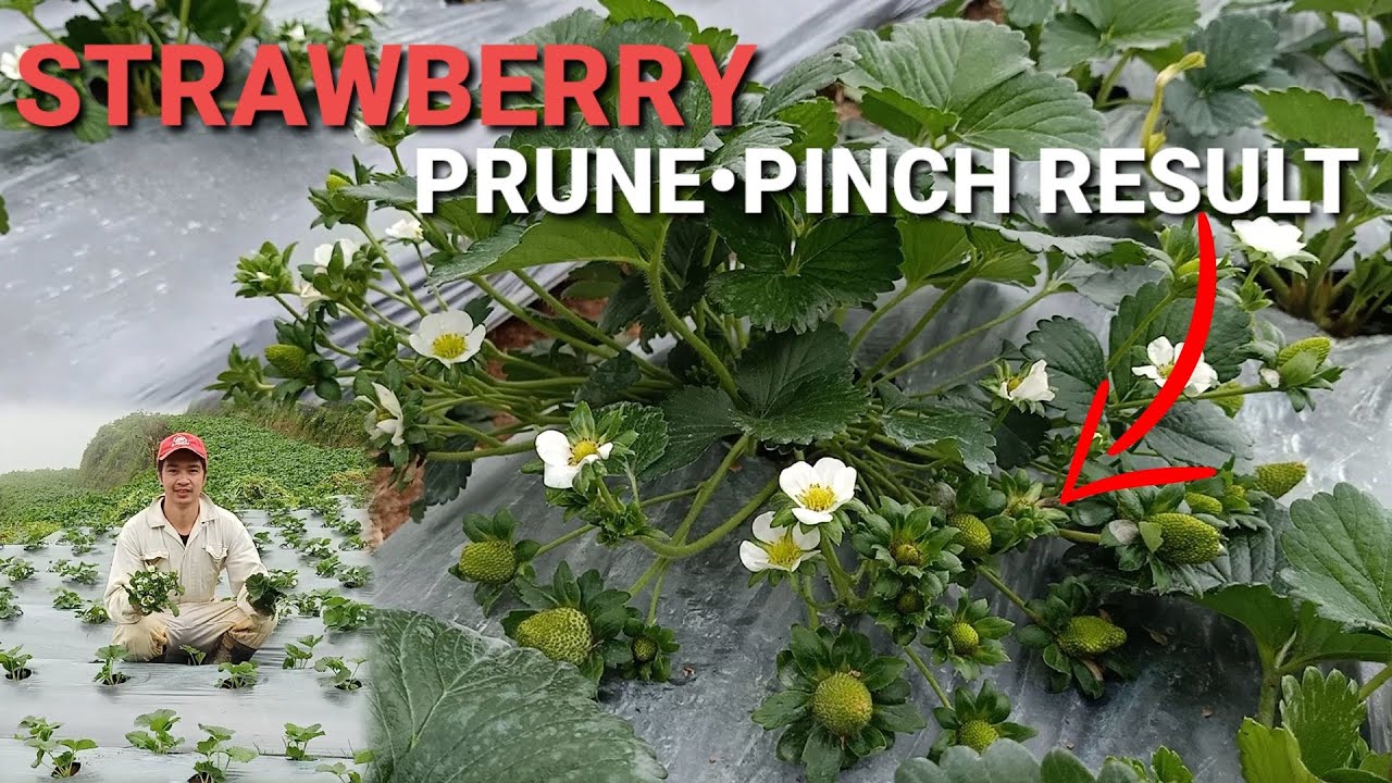 Strawberry Prune and Pinch Result
