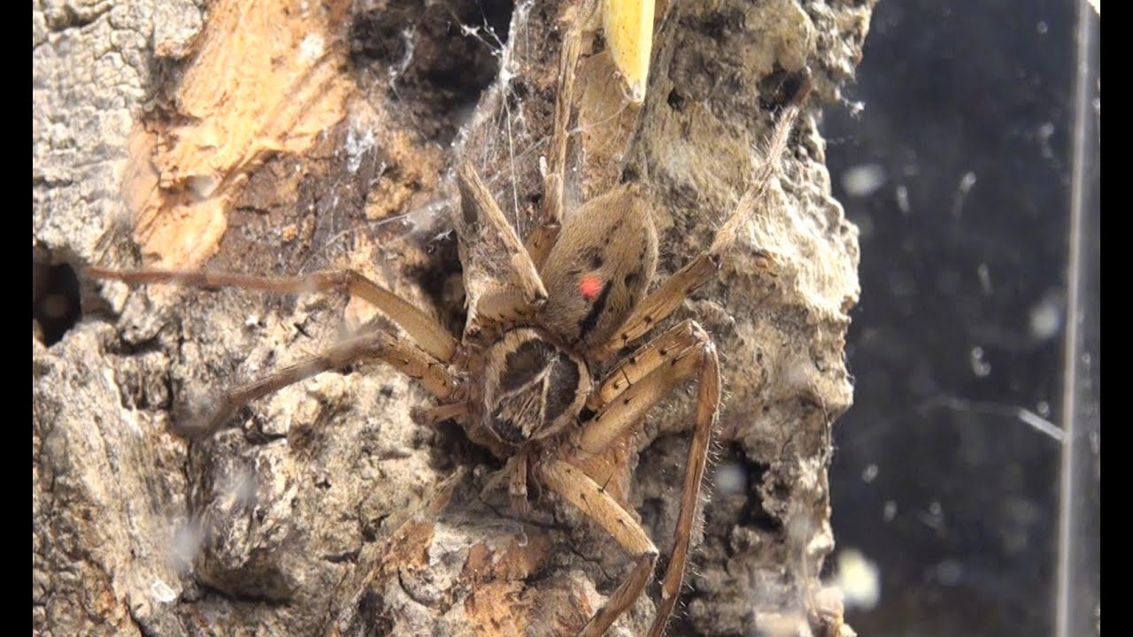 Very Fast Giant Huntsman Spider Sparassidae (Heteropoda Venatoria ...