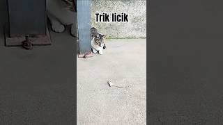 Cara tikus lolos dari maut