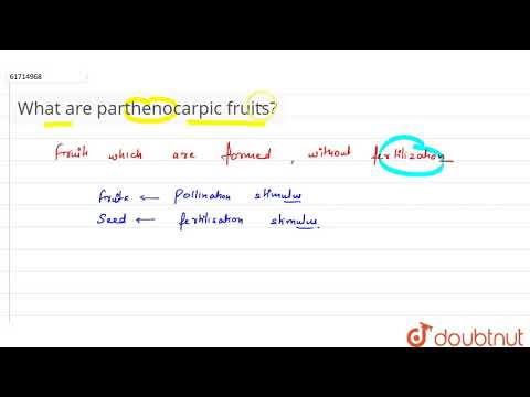 Video: Apakah carpophore dalam biologi?