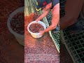 Massive Fish Hatchery Harvest: Scooping Thousands of Small Red Fish