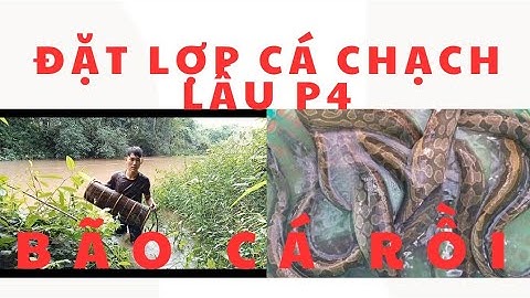 Đặt lợp cá chạch - Hướng dẫn làm mồi đặt lợp cá chạch ll Zalo 0364117809