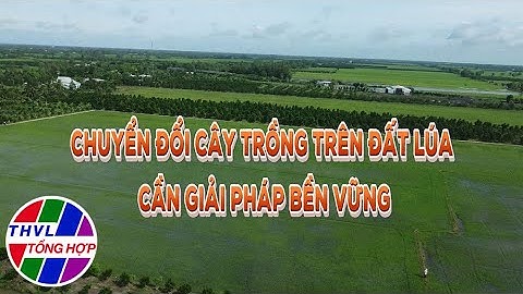 Nông nghiệp bền vững: Chuyển đổi cây trồng trên đất lúa - Cần giải pháp bền vững