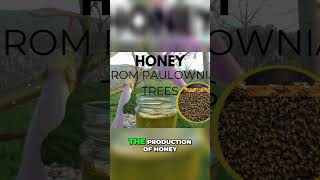 Paulownia Trees Unlocking Secret Prized Honey #honey #bees #roi #plantingtrees #trees #paulownia