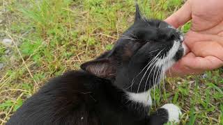 広場にいたハチワレ野良猫をモフモフする
