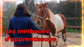 [GALOP 5] LES METHODES D'APPRENTISSAGE chez le cheval