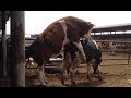 Bulls & Cows Real Farming 2019 - New Bulls Meet Cows First Time #03