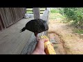 Jacú comendo banana #vidanaroça #naturezasurpreendente #sitio #jacú 