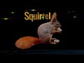 The Squirrel Spirit Animal | Meaning - Spirit animals