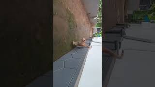 food vloger
