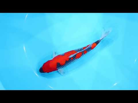 【若鯉直前販売会2026】AJYKS2026-116の出品鯉のご紹介！！