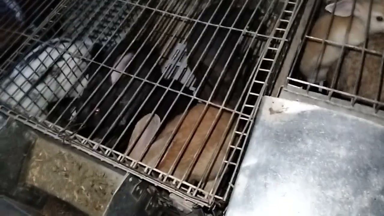 فرق بين التربيه الارضيه والتربيه الاقفاص