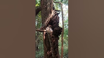 Indian rock python #wildlife #nature #animals #forest