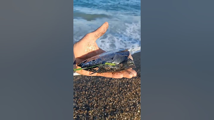 Pesca extrema en Barcelona, pesca urbana!