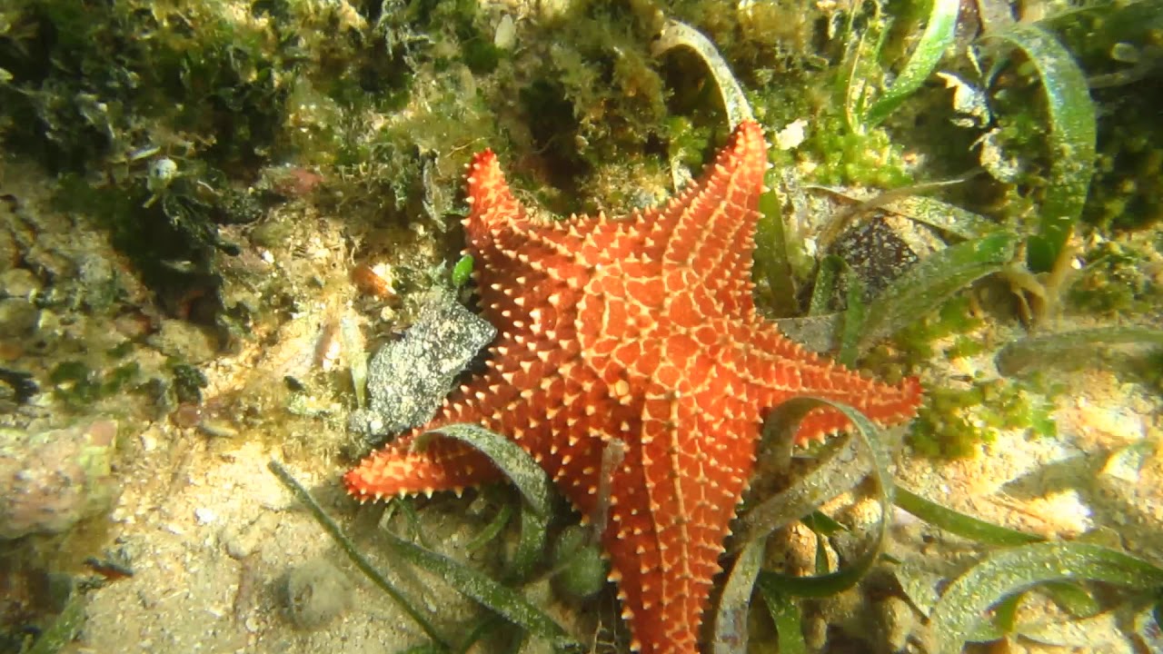 starfish-at-bocas-del-toro-panama-youtube