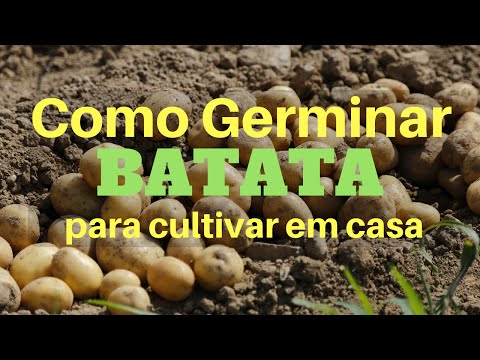 Vídeo: Plantando Tubérculos De Semente De Batata