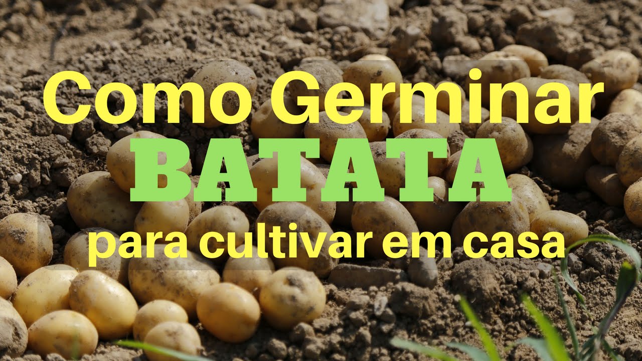 Como Germinar Batata Para Cultivar Em Casa YouTube
