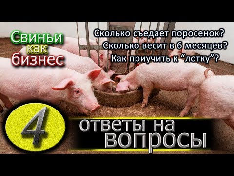 СКОЛЬКО ЕСТ ПОРОСЕНОК